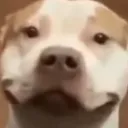 greggy_poo