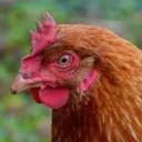 takumichicken