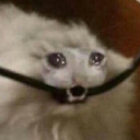 avatar Driver_fan_764