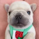 pibblepan
