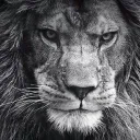 whitelion0186 avatar