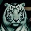 leothetiger