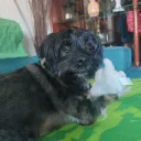 nessywom
