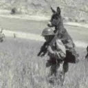 harshdonkey