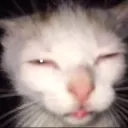 blekbomor