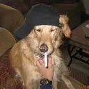 hersheychap