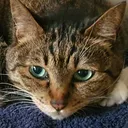 Salieri's Avatar