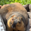 avatar Identity Thief