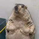 avatar Identity Thief