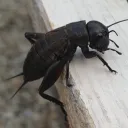aliceposedesouvriers