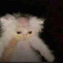 avatar Taro
