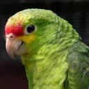 loritodelpais