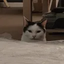 frantirado