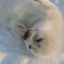 isnainsealakhi