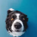 doglover1490