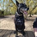 avatar Joyce / Ferizia / Zowali