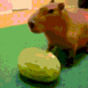capybarnia4life