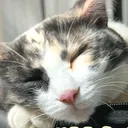 nekoneko_nekosan