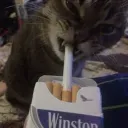 squeezewhizz