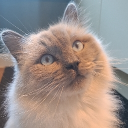 Discord Avatar