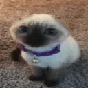 ilikecats53