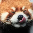 pandatm3