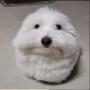 pikaxyz