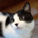 chaitheo