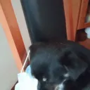 catoslouco