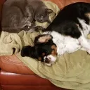 wahn.