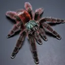 vyoxa