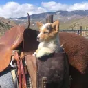meowrrii
