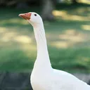 _pkls