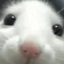 corgi_official1