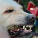 scrapatooli