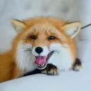 bastbra