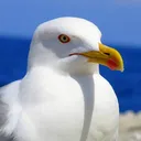 sunriseseagull
