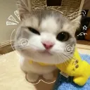 rawr_catto