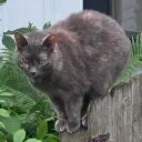 mistahark