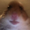 fazehampster.