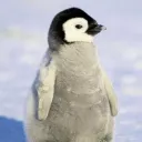 is_97