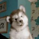 kenodev