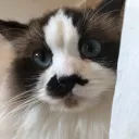 bella_pf