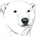 fc.polarbaer