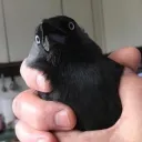 snugglywifums