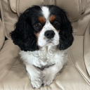 avatar Bentley ૮ • ﻌ - ა