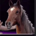 the horse
