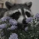 racooneag
