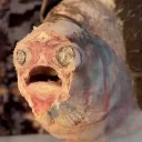 Аватар samkupon