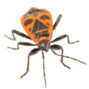 leziko